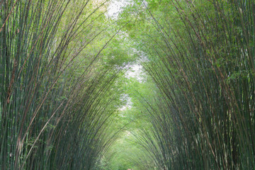 bamboo tunnel
