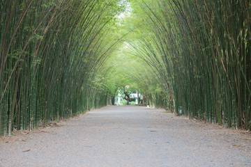 bamboo tunnel