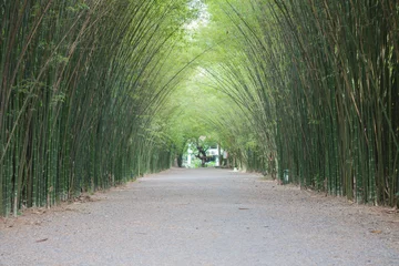 Papier Peint photo Lavable Bambou bamboo tunnel