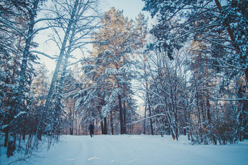 Forest in cold winter day