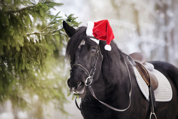 Obraz premium Black horse horse in a red Santa Claus hat