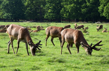 Deer in Richmond Park