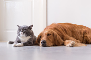 British shorthair and golden retrievers