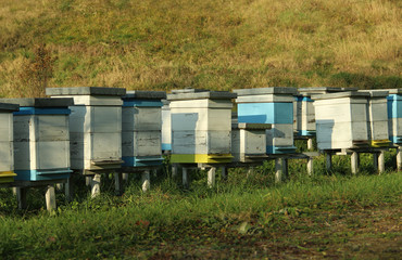 Beehives