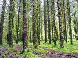 Trees in green landscape in France