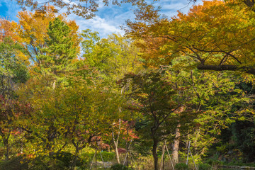 Naklejka premium The autumn leaves.The shooting location is Arisugawa Park in Minami Azabu, Minato-ku, Tokyo, Japan.