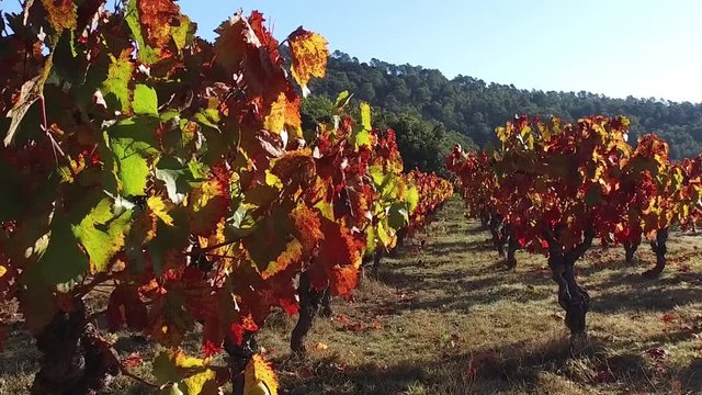 panoramique dans les vignes aux couleurs d'automne