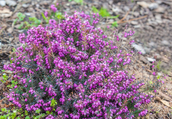 Flowering pink   heather