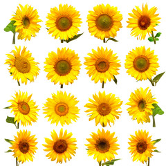 Obraz premium Sunflowers collection on the white background.