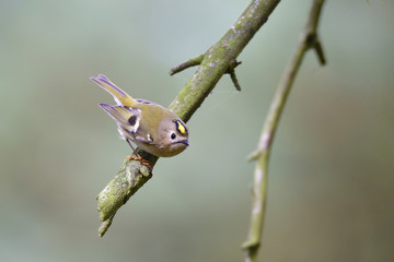 Sommergoldh&auml;hnchen auf einem Zweig
