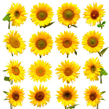 Sunflowers collection on the white background.