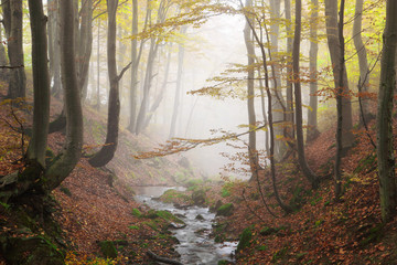 Obraz premium Stream in beech forest in a golden autumn in the Carpathians.