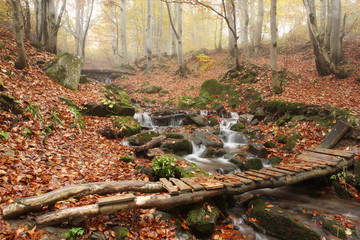 Stream in beech forest in a golden autumn in the Carpathians.