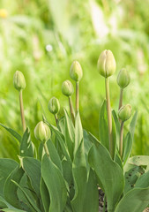 Obraz na płótnie Canvas Group double tulips with buds on the grass background