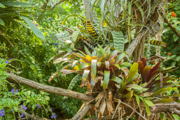 various jungle plants