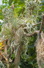 various jungle plants