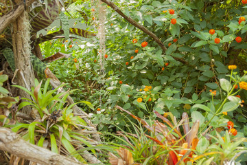 various jungle plants