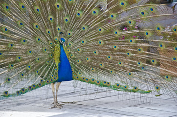 Obraz premium Pfau