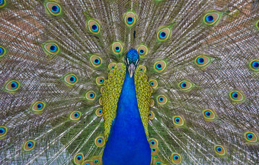 Pfau