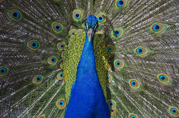 Obraz premium Pfau