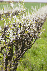blooming apricot orchard