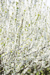 blooming orchard