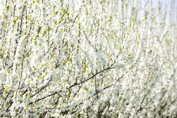 blooming orchard