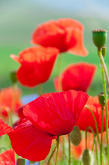 Obraz premium Wild poppies