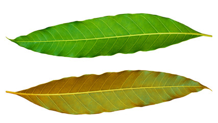 Obraz premium Mango green leaf isolated