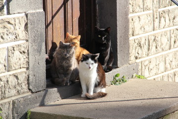 chats