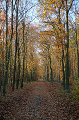 Waldweg mit Herbstlaub