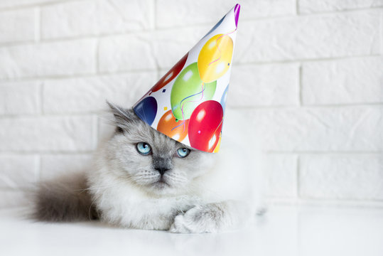 Funny cat in a birthday hat indoors