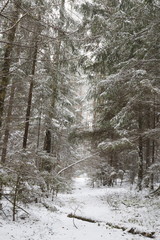 Winter forest