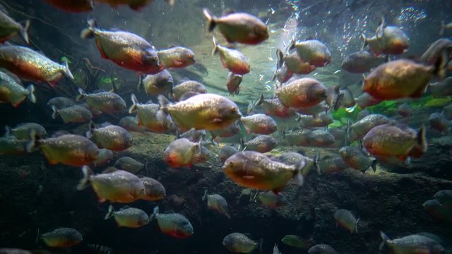 Piranha (Colossoma macropomum) in an aquarium