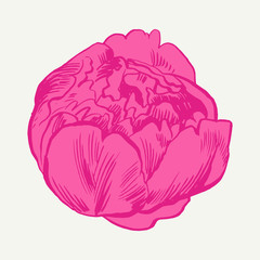 Hand-drawing peonies. Vector graphic flowers. Decorative background for cards, invitations. Template greeting card.