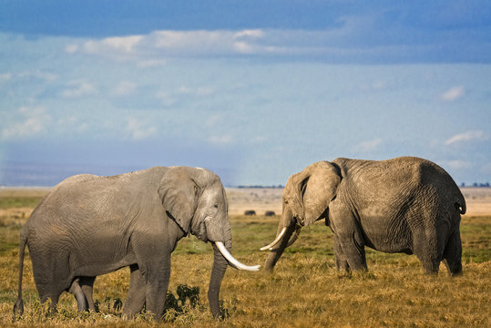 Male and female  African Bush Elephants
