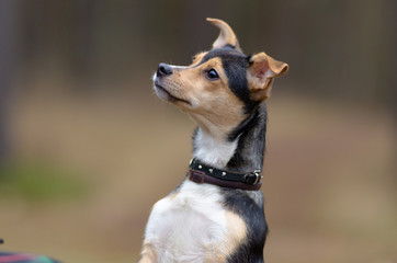 Dog looking somewhere