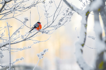 The bullfinch sits on a branch