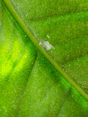 erstes Schmierlaus-Nest (makro crop)