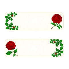 Banner cracks in the porcelain and rose vintage background vector illustration