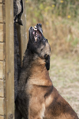 berger belge malinois en ring