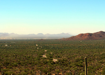 road through the Saguaros