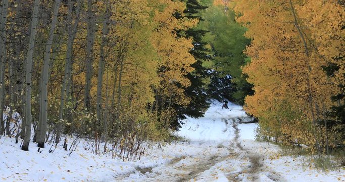 Motorcycle crash mountain road snow autumn colors fast. Beautiful autumn fall colors. Rural dirt road through hills to canyon. Aspen maple trees colorful leaves change. Fall colors.