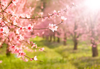 Obraz premium Orchard with fruit trees on blossom 