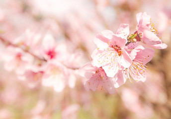 Fototapeta premium Orchard with fruit trees on blossom 