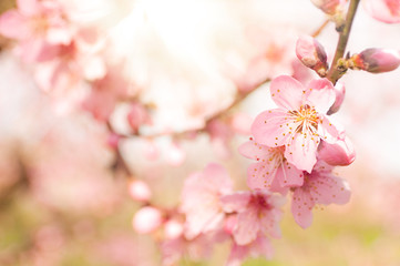 Orchard with fruit trees on blossom 