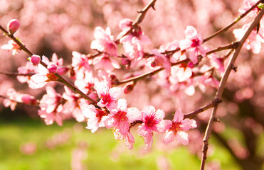 Orchard with fruit trees on blossom 