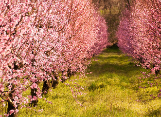 Orchard with fruit trees on blossom 