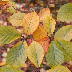 Foglie gialle su ramo in autunno 