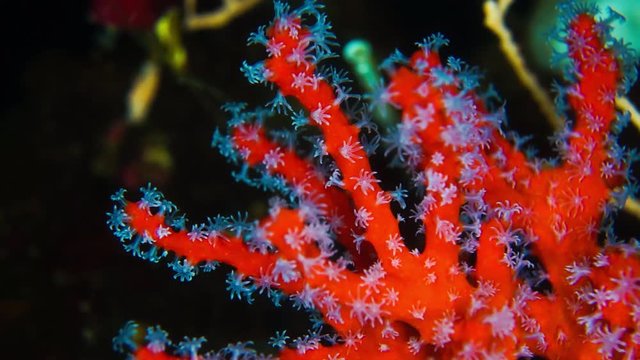 Precious coral feeding (Mediterranean Red Coral)